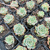 Echeveria Moon Gadnis (aka Ech. Moon Goddess)