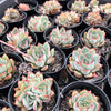 Echeveria Moon Gadnis (aka Ech. Moon Goddess)