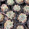 Echeveria Moon Gadnis (aka Ech. Moon Goddess)