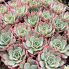 Echeveria Laulensis