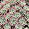 Echeveria Laulensis