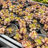 Sedum spurium 'Dragon's Blood'