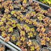 Sedum spurium 'Dragon's Blood'