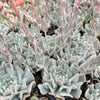 Echeveria pinwheel 'Revolution'
