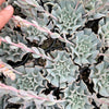 Echeveria pinwheel 'Revolution'