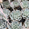 Echeveria pinwheel 'Revolution'