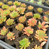 Echeveria Fantasia Carol
