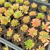 Echeveria Fantasia Carol