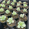 Echeveria Mocha Variegated
