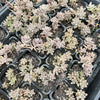 Graptopetalum mendozae 'Mirinae' (miniature pink form)