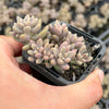 Graptopetalum mendozae 'Mirinae' (miniature pink form)