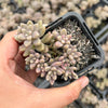Graptopetalum mendozae 'Mirinae' (miniature pink form)