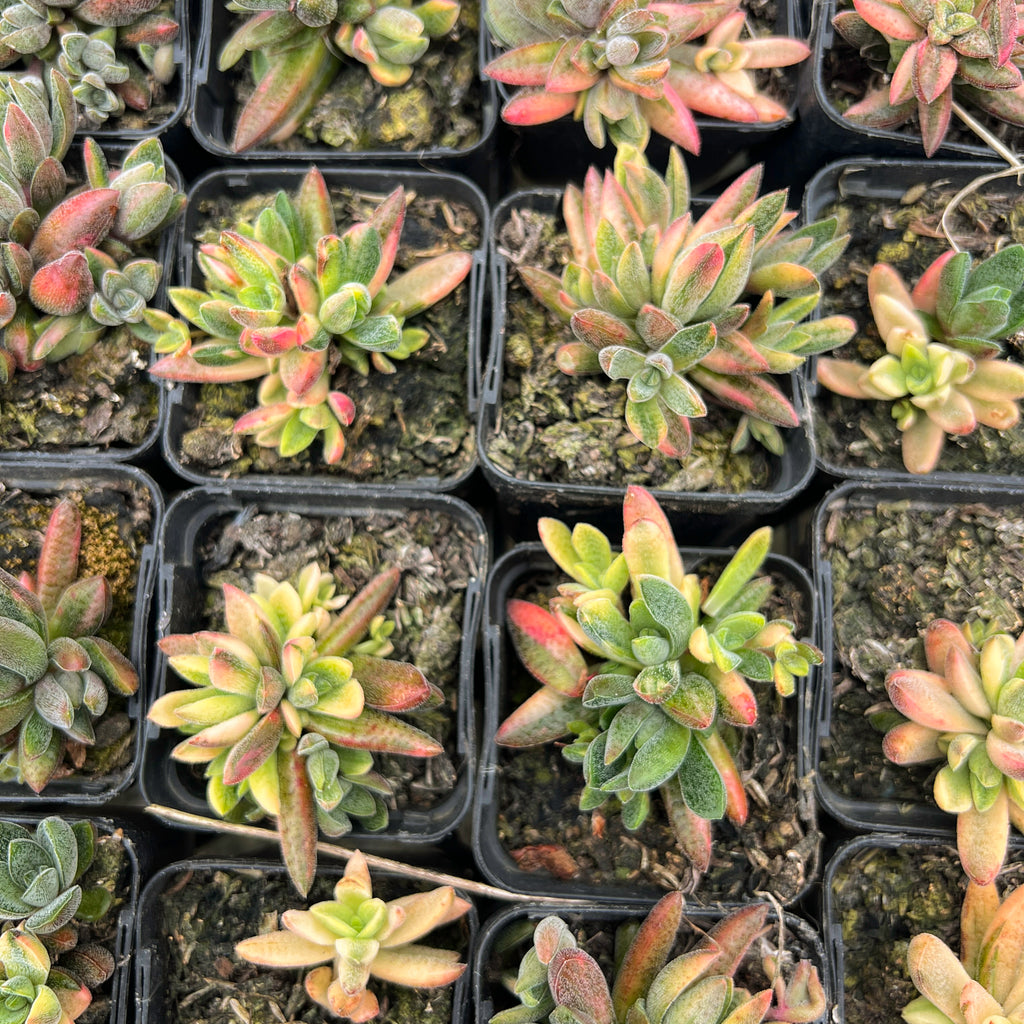 Crassula Justus Corderoy variegata