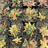 Crassula Justus Corderoy variegata