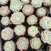 Echeveria 'Rosalia' (Korea Form)