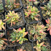 Crassula Justus Corderoy variegata