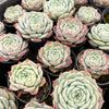 Echeveria 'Rosalia' (Korea Form)
