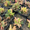 Crassula Justus Corderoy variegata