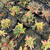 Crassula Justus Corderoy variegata