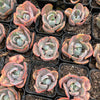 Echeveria Beyonce Rainbow Variegated
