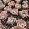 Echeveria Beyonce Rainbow Variegated