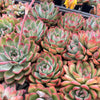 Echeveria 'Apus'
