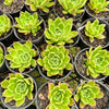 Echeveria 'Elizabeth' - Korean Form