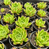 Echeveria 'Elizabeth' - Korean Form