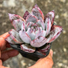 Echeveria Black Barbara