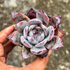 Echeveria Black Barbara