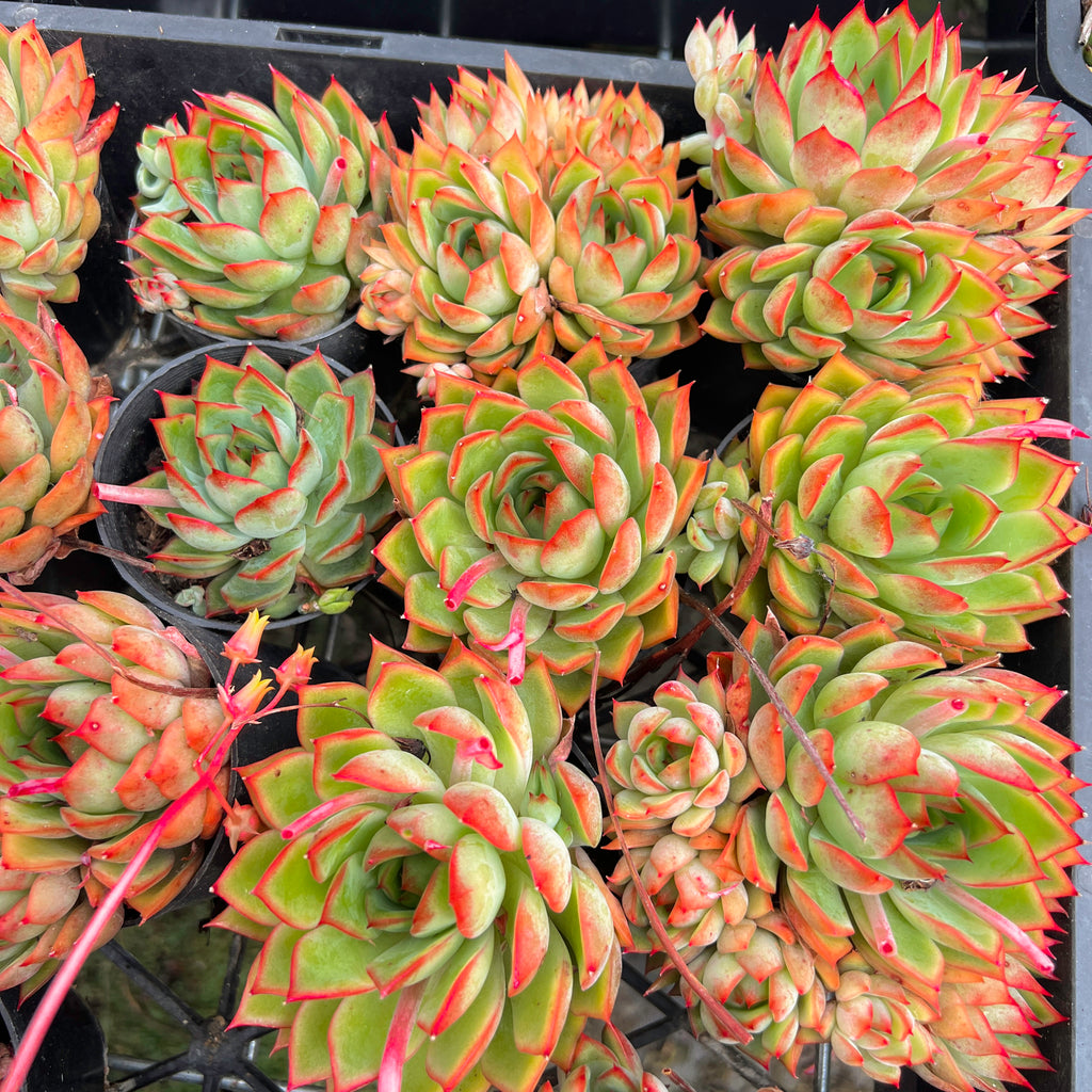 Echeveria 'Dragonfly'