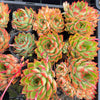 Echeveria 'Dragonfly'