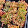 Echeveria 'Dragonfly'