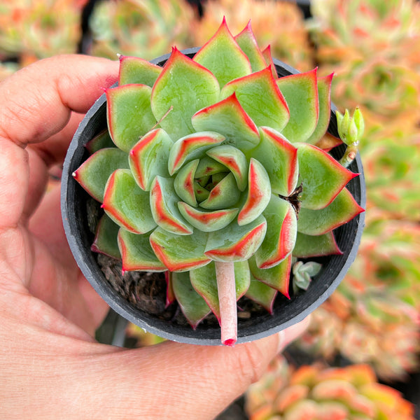 dragonfly succulent Echeveria 'Dragonfly' – LET LOVE GROW (Succulent & Cactus)