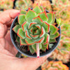 Echeveria 'Dragonfly'