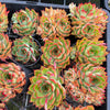 Echeveria 'Dragonfly'