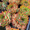 Echeveria 'Dragonfly'