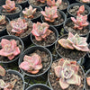 Graptoveria Bainesii variegated