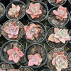 Graptoveria Bainesii variegated