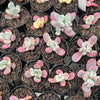 Cotyledon Orbiculata cv. Short Round Leaf variegated