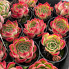Echeveria Soul Heart