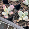 Cotyledon Orbiculata cv. Short Round Leaf variegated