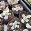 Cotyledon Orbiculata cv. Short Round Leaf variegated