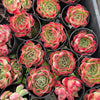Echeveria Soul Heart