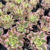 Aeonium arboreum 'Sunburst' (w/pup)
