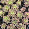 Aeonium arboreum 'Sunburst' (w/pup)