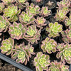 Aeonium arboreum 'Sunburst' (w/pup)