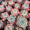 Echeveria 'Blue Light'