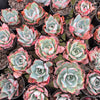 Echeveria 'Blue Light'