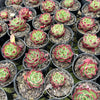 Echeveria 'Sara-Bonnie' | Korea Form